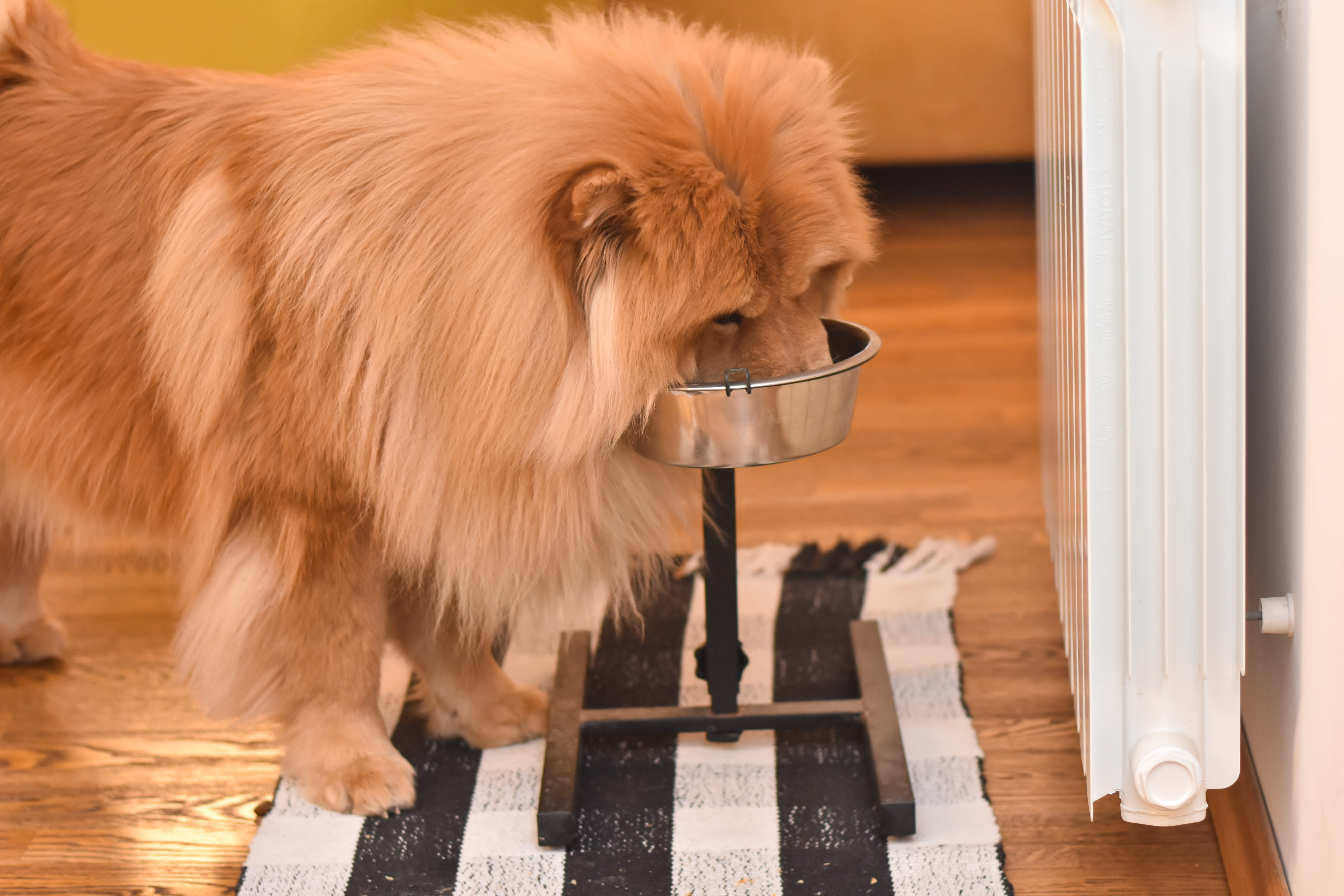 Alimentation du chow-chow : le guide complet pour un chien en pleine forme