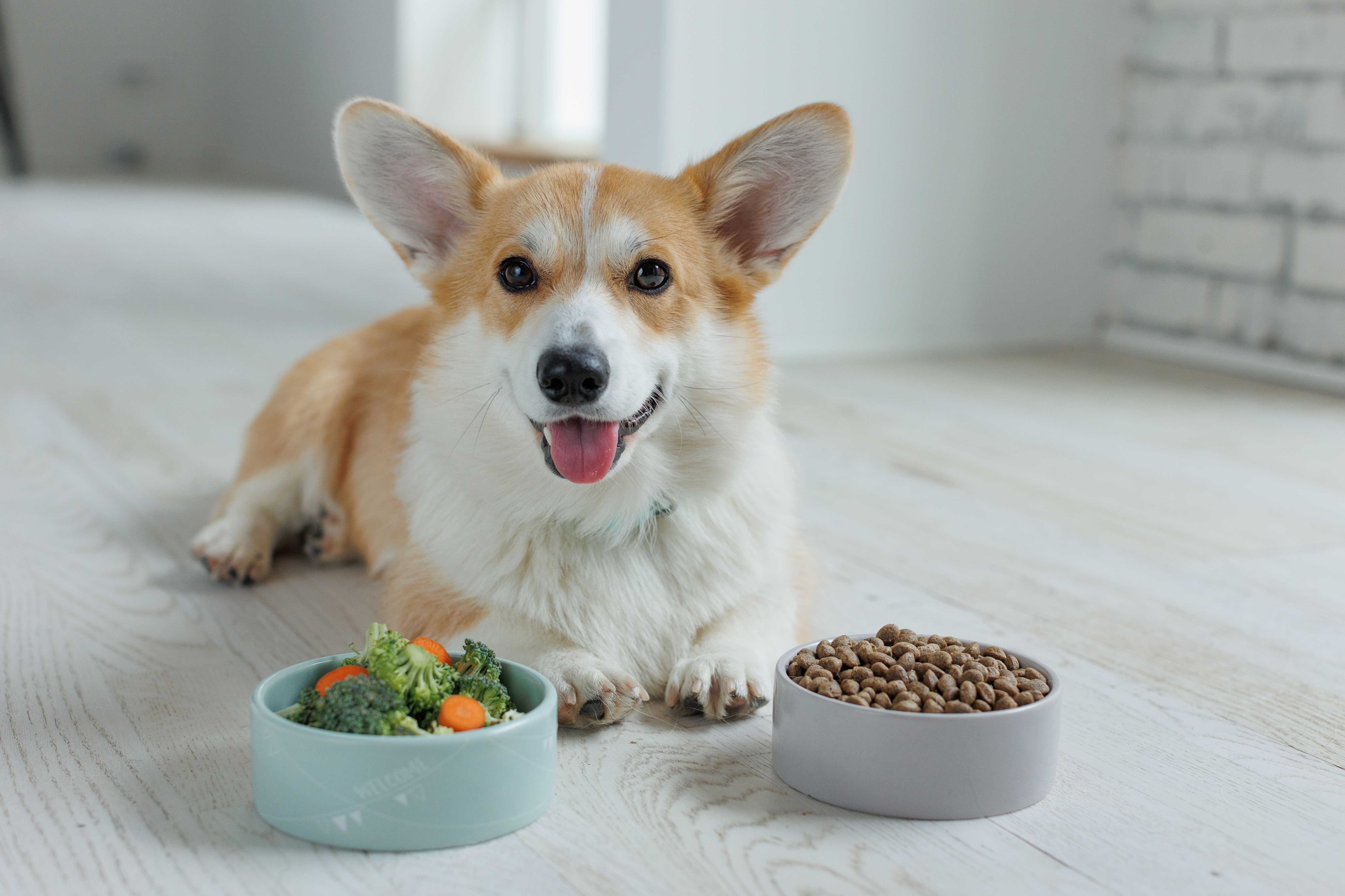 Alimentation du corgi : tout savoir pour bien nourrir ce chien énergique