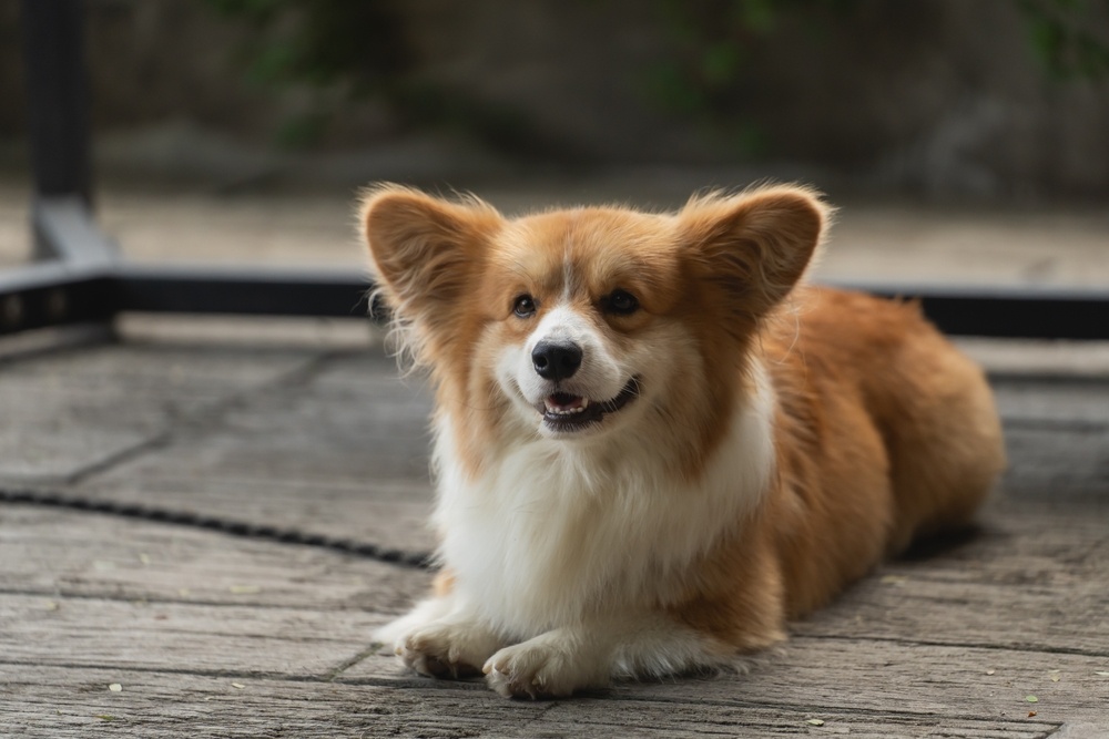 nom corgi mâle