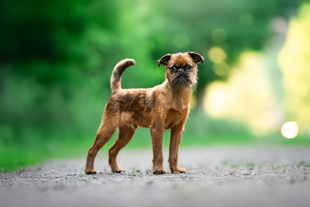 Noms originaux et inspirants pour un chien griffon mâle