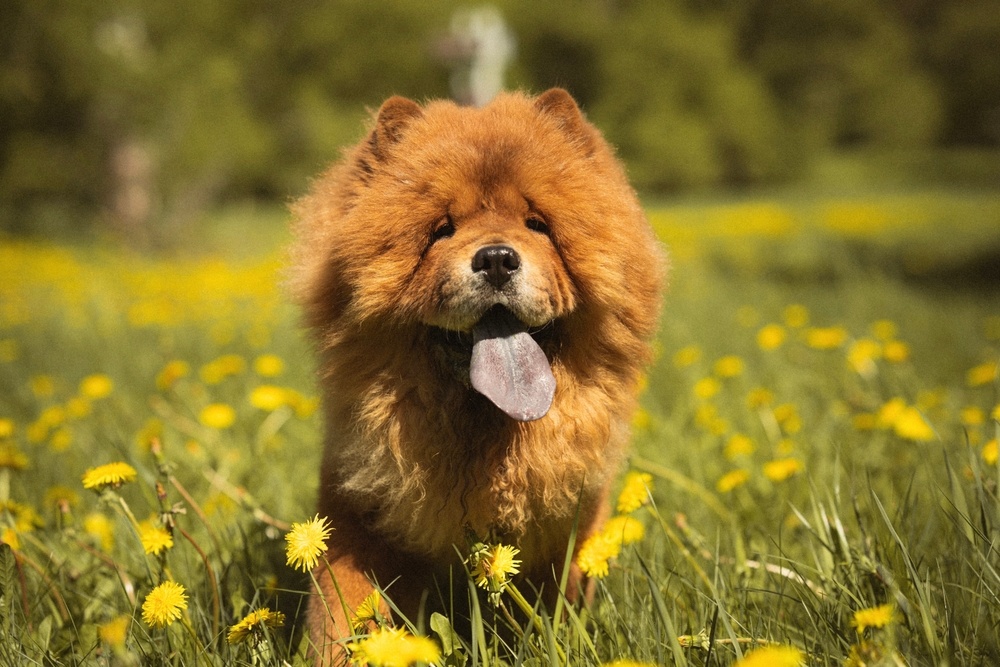 Variétés de chow-chow : le guide complet des types ,couleurs et standards