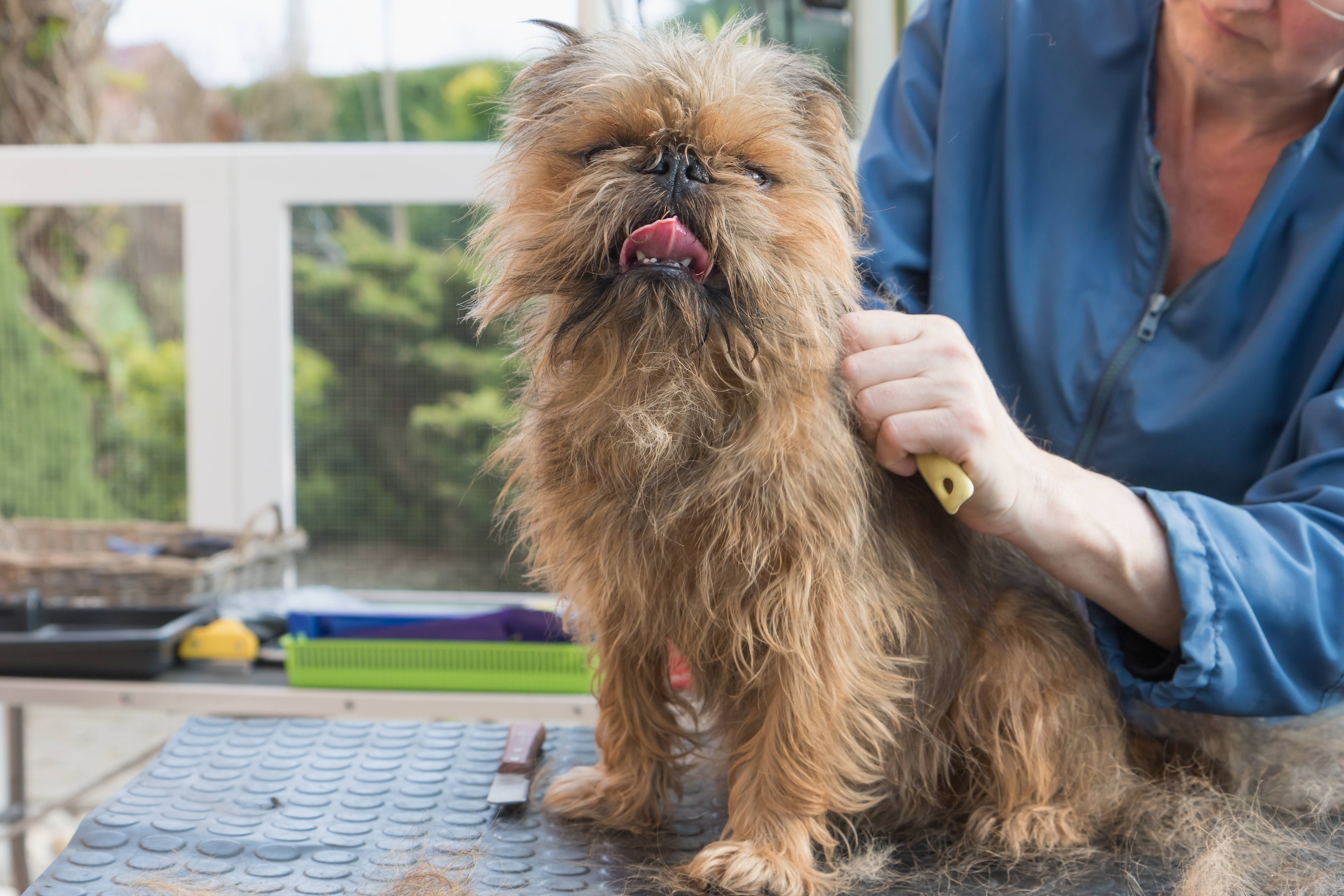 Toilettage du griffon : guide complet pour un poil éclatant et un chien épanoui