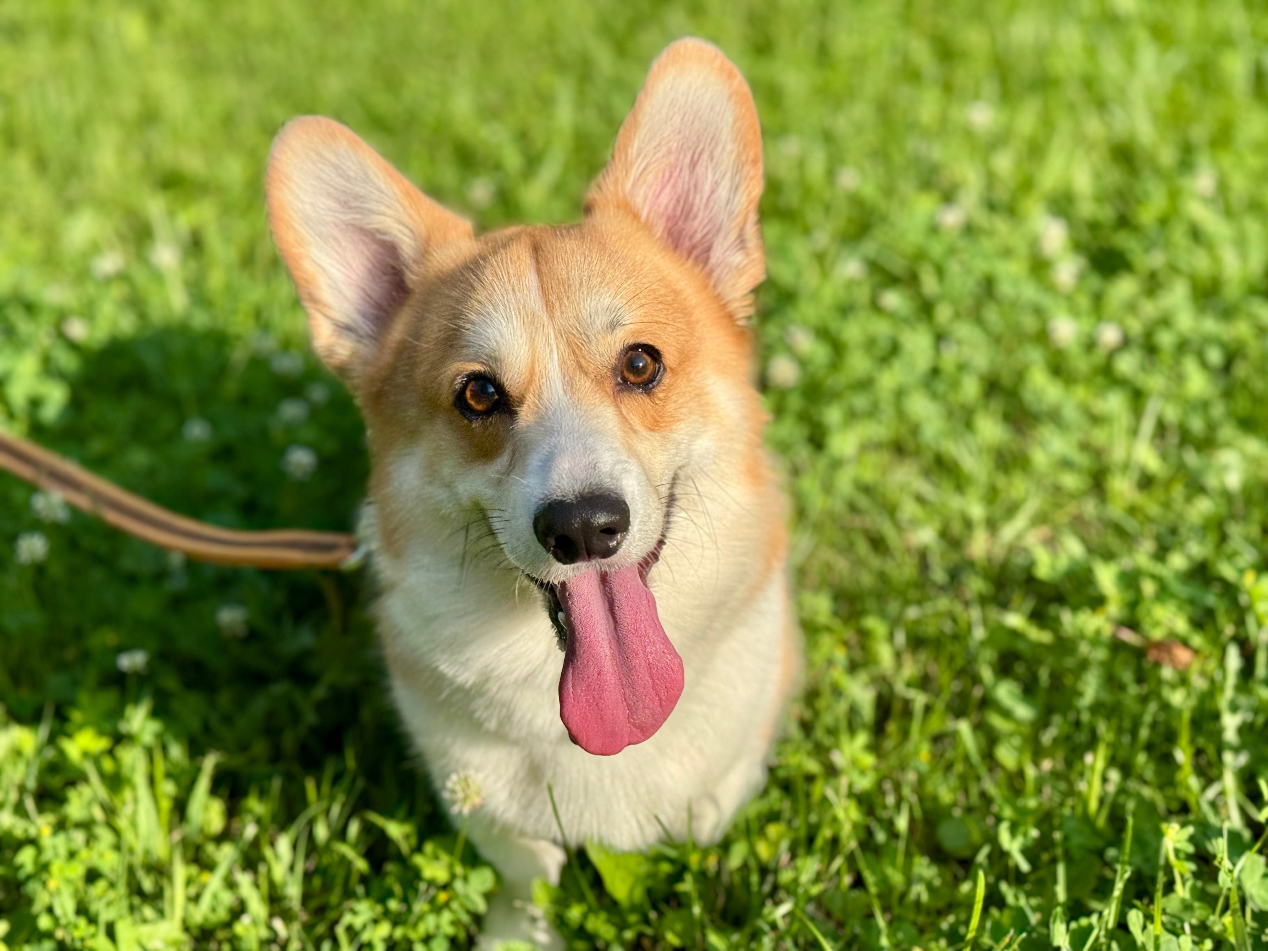 Caractère du Corgi