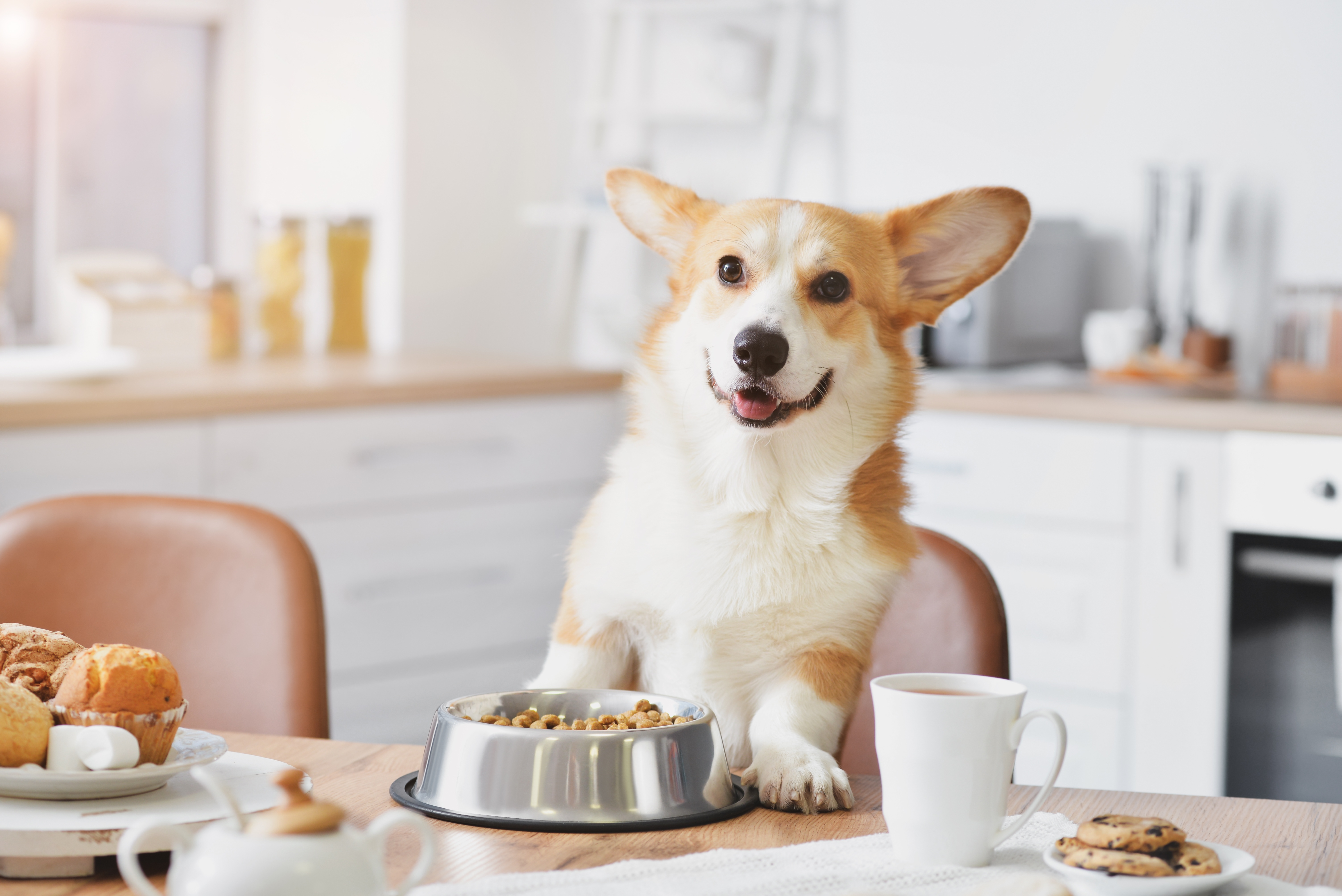 Combien de fois par jour nourrir un corgi ? Conseils pour une alimentation équilibrée