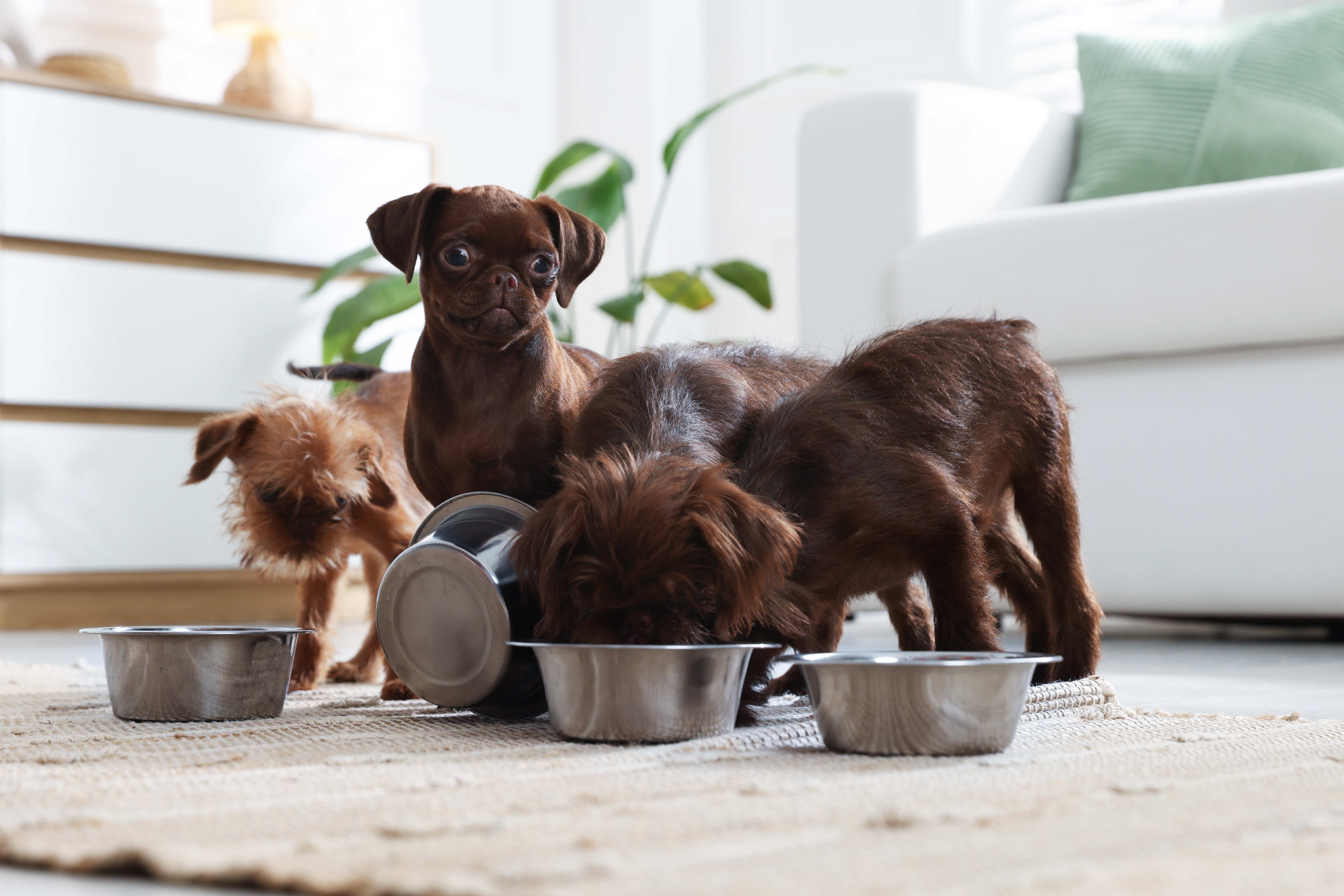 Alimentation du griffon : guide complet pour un compagnon en pleine forme