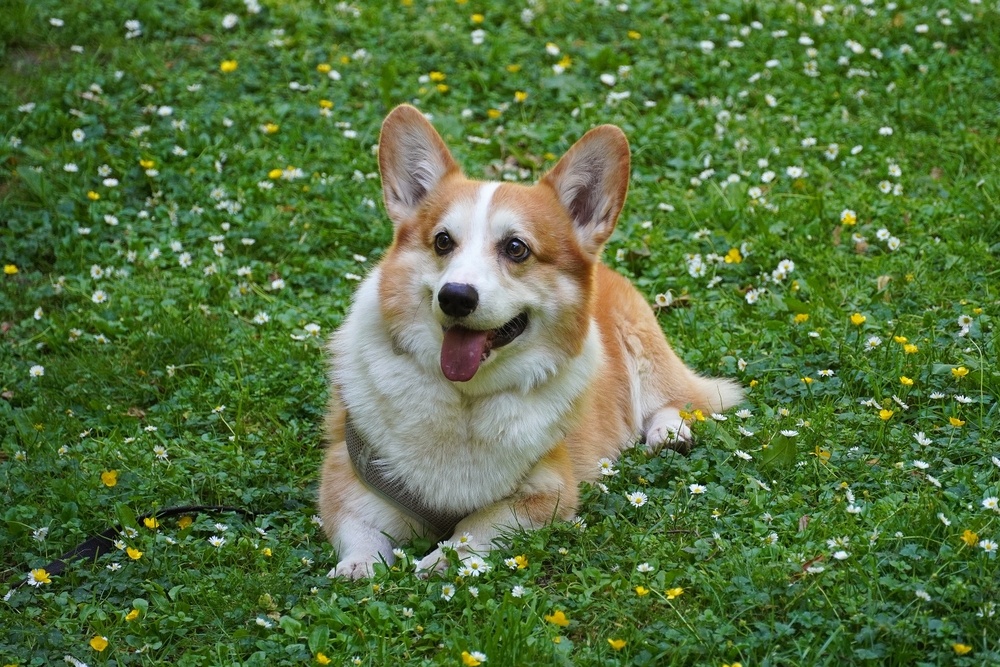 Top 30 des noms pour une corgi femelle : idées originales selon la personnalité de votre chien