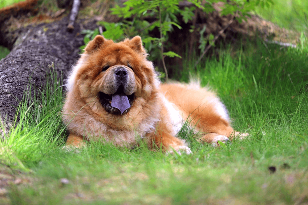 Image principale de l'article