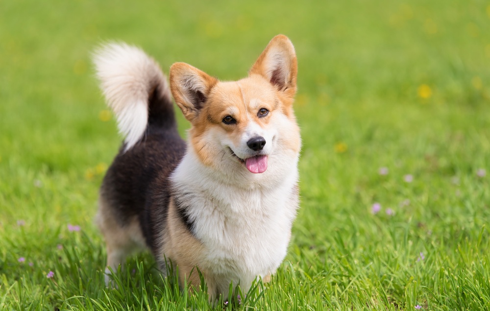 Tout savoir sur les standards de la race corgi : morphologie, tempérament et critères officiels
