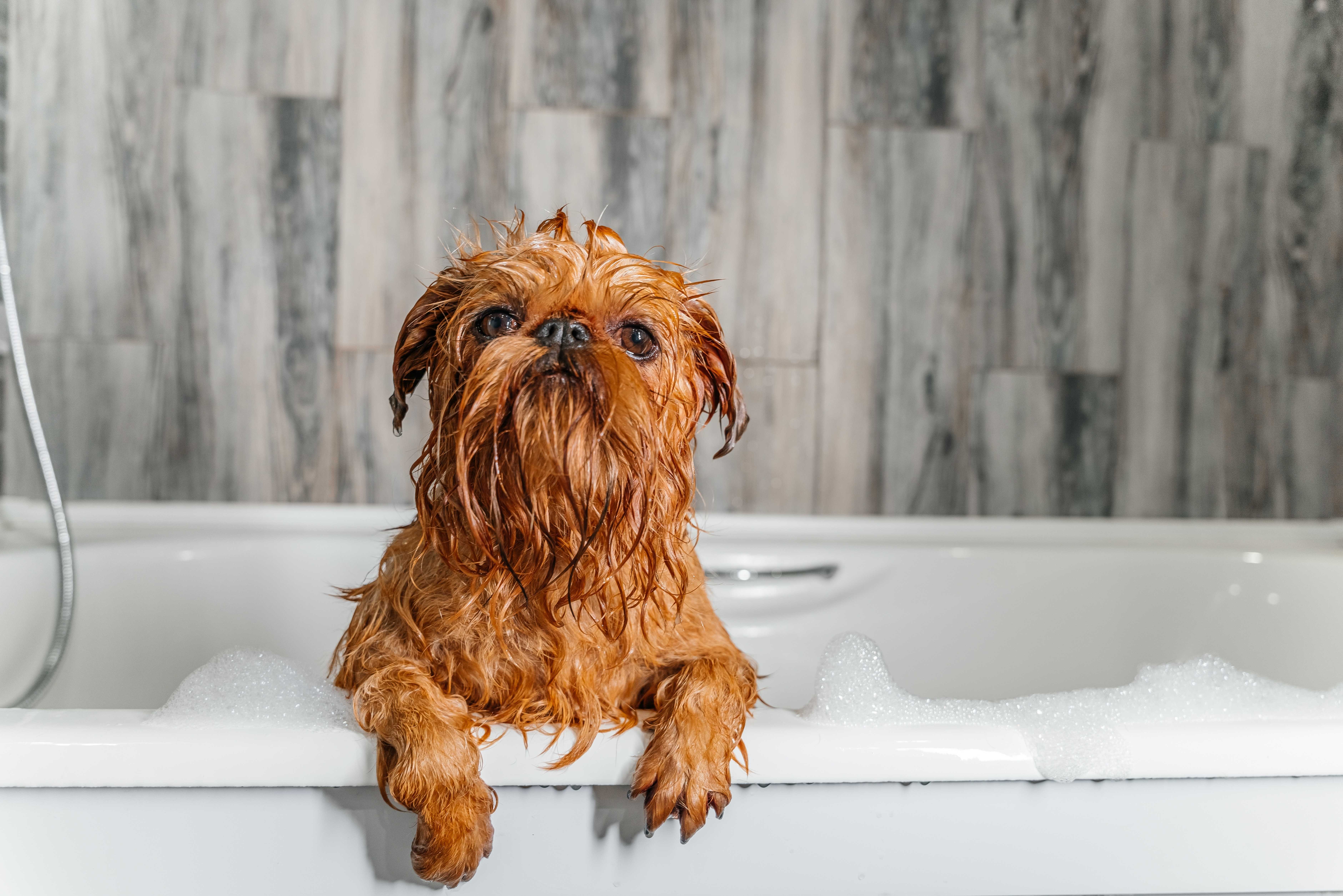 Bain griffon : astuces et conseils pour une salle de bain pratique et stylée