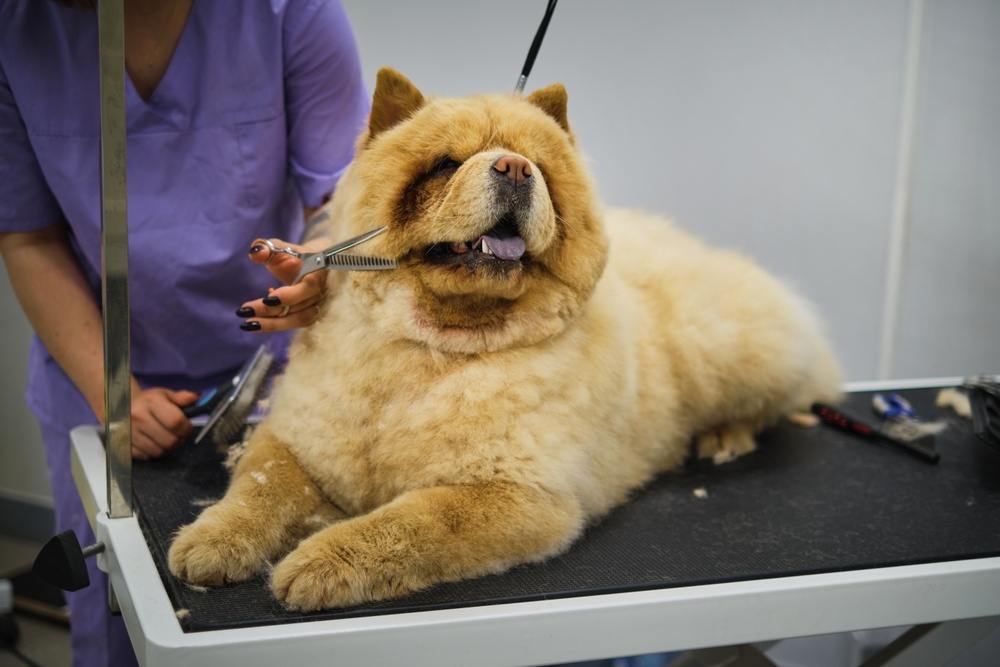 Entretien du chow-chow : guide complet pour un pelage sublime