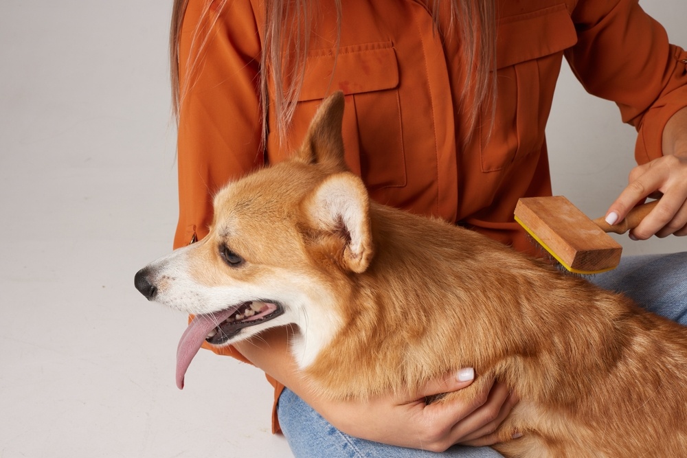 Brossage du Corgi