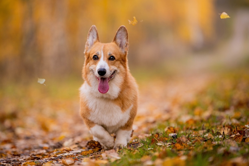 origine du corgi