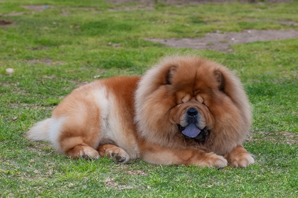 Top 100 des noms pour chien femelle chow-chow : idées originales, tendances et uniques