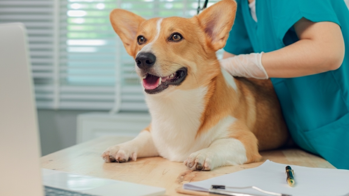Santé du corgi