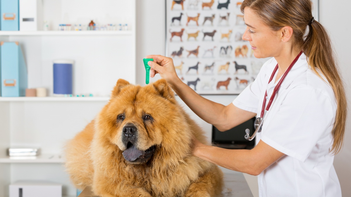 Santé du chow-chow : maladies et conseils essentiels