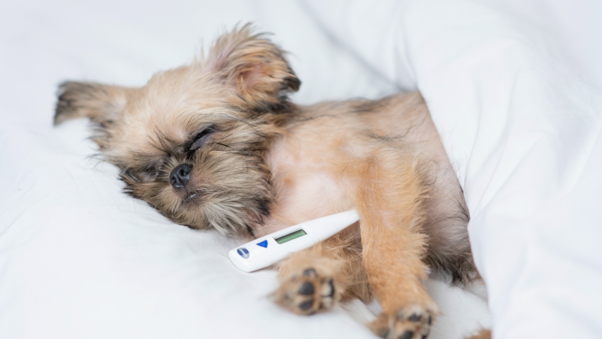 Tout savoir sur la santé du chien Griffon : prévention et maladies