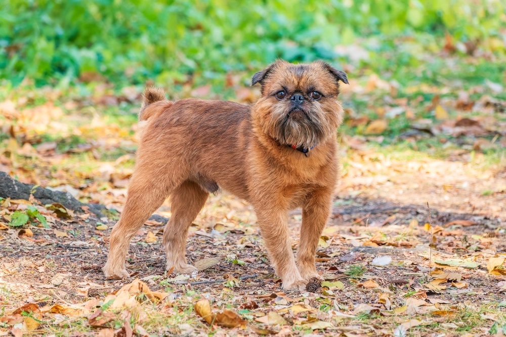 Griffon bruxellois : caractéristiques et entretien de ce petit chien belge